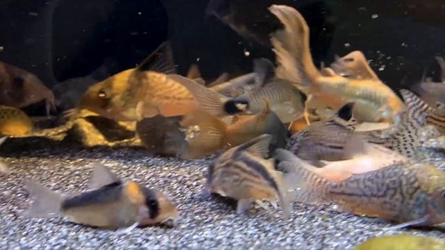 Cá chuột Concolor - Corydoras Concolor смотреть онлайн