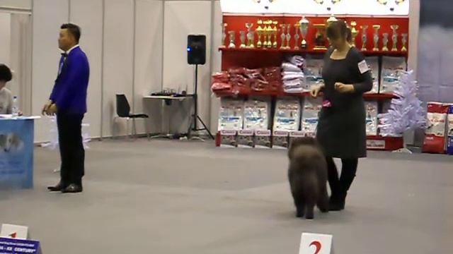 ОХ МАММИ БЛУ ФОР Ч-ДАЛЕН кобель класс промежуточный CACIB Новосибирск 14.12.14 смотреть онлайн