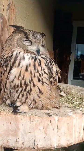 Спящий Филин 🦉 смотреть онлайн