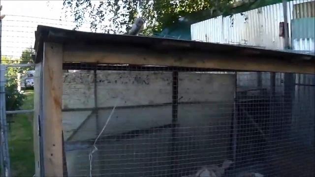 Курица-убийца! Англо-нубийские козы на выгуле. Перестановка в сарае. Вылуп цыплят. смотреть онлайн