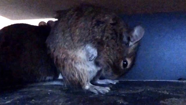 Degu orally pleasures oneself смотреть онлайн
