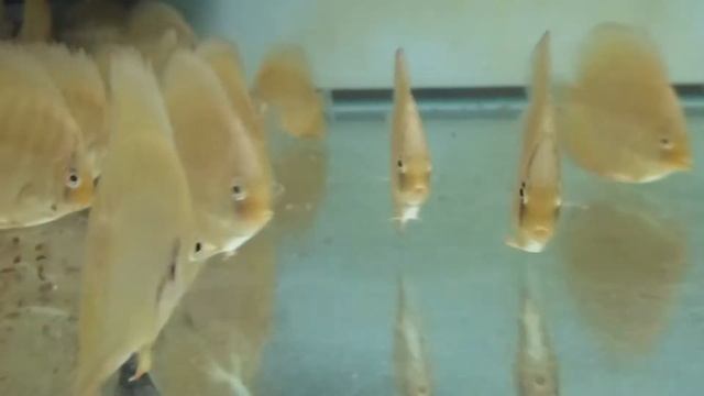 GLTA Leopard discus смотреть онлайн