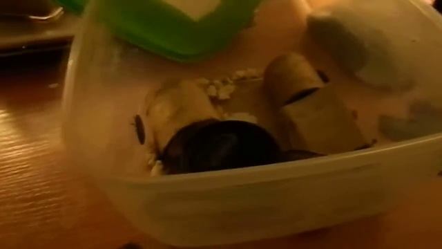 Brachypelma Smithi feeding. смотреть онлайн