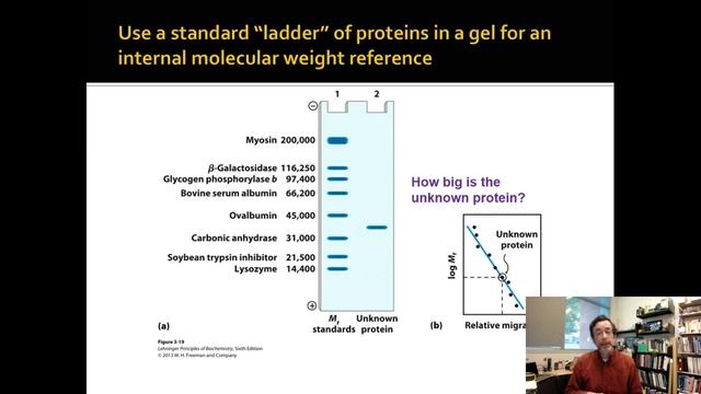 Two Types of Gels: SDS-PAGE and IEF (CHM 4361 2022 Lecture 4.5) смотреть онлайн
