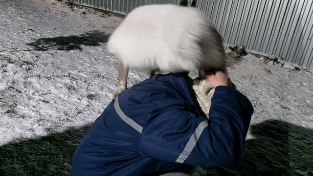 Как лиса обнимает смотреть онлайн