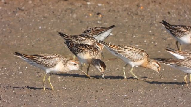 Sharp-tailed Sandpiper (Calidris acuminata) смотреть онлайн
