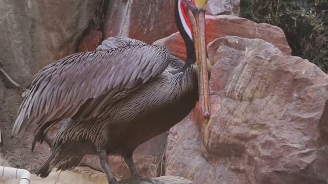 Pauline wong 2022- March-3, Vegas Beautiful Pelican смотреть онлайн