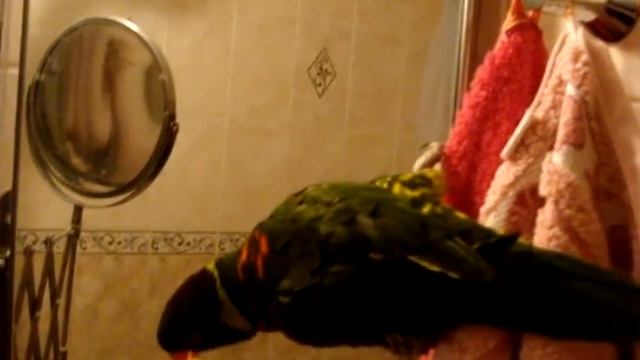 лорикет в ванной смотреть онлайн