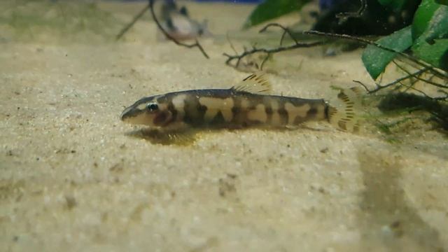 Pandaloach / Protomyzon pachychilus (Yaoshania pachychilus) / Pandaschmerle смотреть онлайн