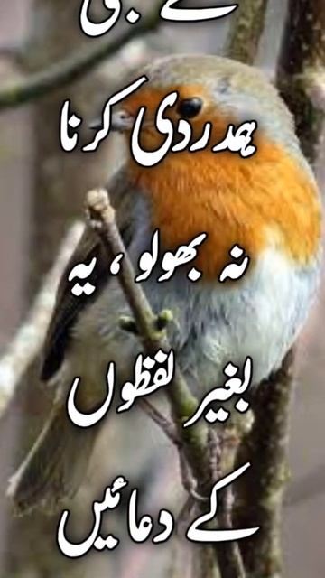 duaaen Dete Hain lachhi baten l Islamic status l Anmol baate l Urdu quotes#Shortvideo#Jannatkephool смотреть онлайн