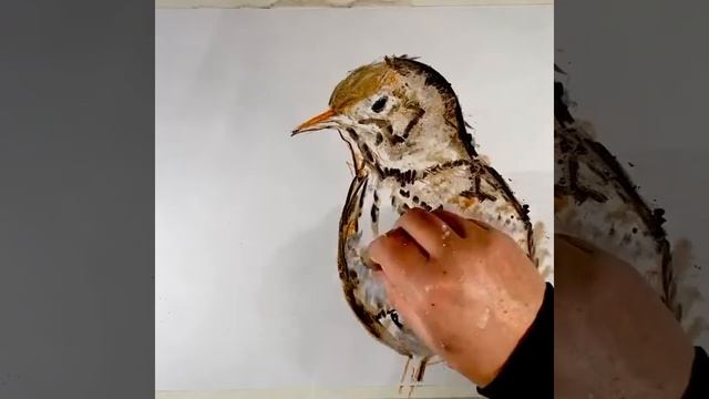 Artist Drawing Birds: Song Thrush смотреть онлайн