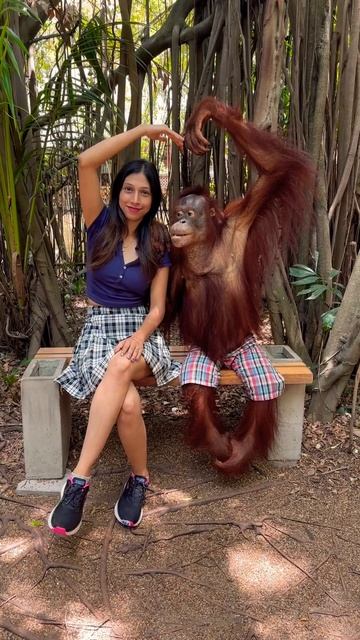 Orangutans are best actors смотреть онлайн
