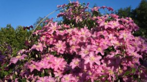 Клематис Комтесс де Бушо