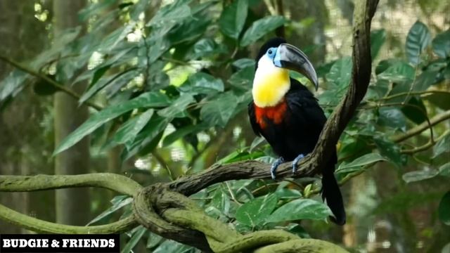Black Toucan ⚫ | @Budgie_friends | #nature | #youtubevideo смотреть онлайн