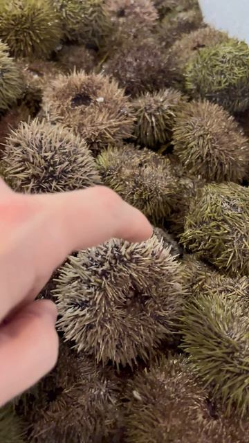 Поступление гребешка в Форельпермь