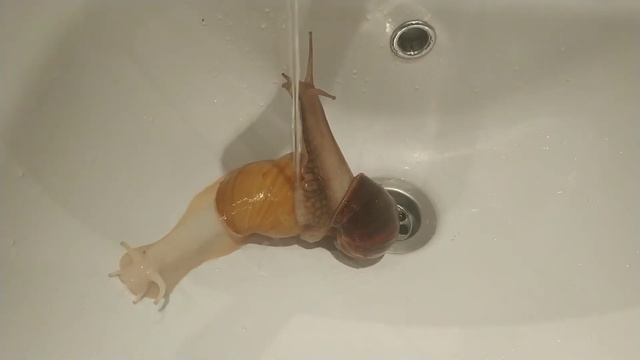 Улитки Ахатина смотреть онлайн