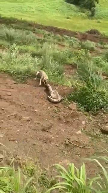 ///python and fox in GIR FOREST in Amreli district in GUJARAT...#subscribe #gujaratSTATE GUJARAT смотреть онлайн