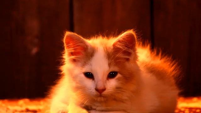 101 Cats Wallpapers смотреть онлайн