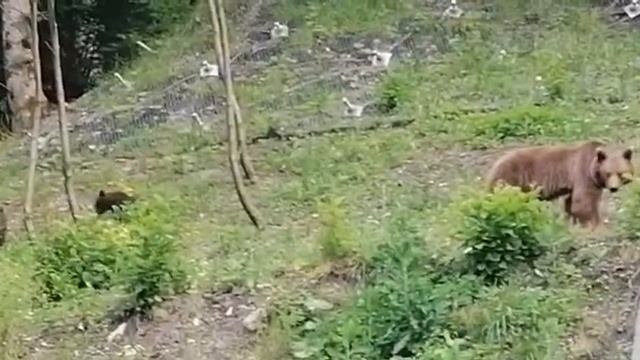 медведи пришли в гости смотреть онлайн