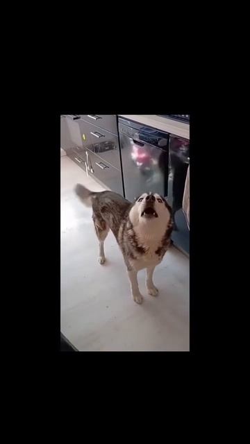 зачем лаять если можно орать 🤩 смотреть онлайн