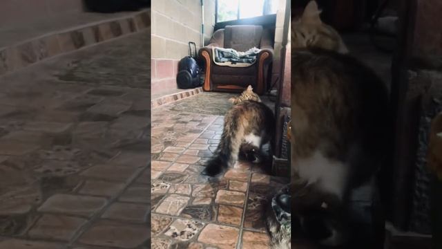 Милая Инстасамка хочет ласки 😍 смотреть онлайн