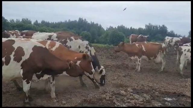 Наш айрширский бык Конт смотреть онлайн