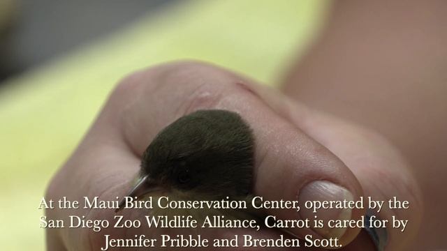 Avian Malaria Control Begins with Surveys & Testing смотреть онлайн