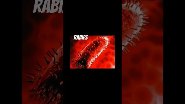 Rabies Disease#Sinhala смотреть онлайн