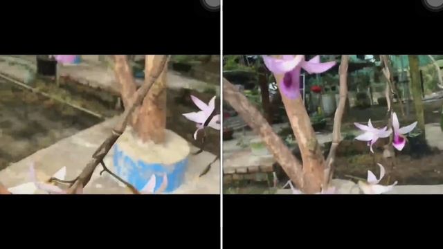 Lan Giả EASO - Phi Điệp EASO - Dendrobium anosmum смотреть онлайн