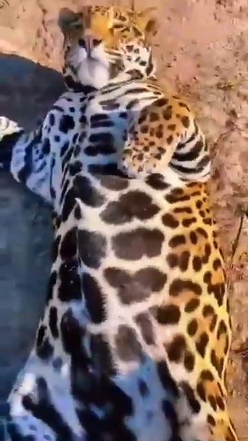 When you come back from grandma #viral #cat #pets #pets #shortvideo #shortvideo смотреть онлайн