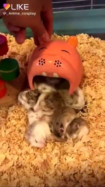 Много хомяков очень много смотреть онлайн