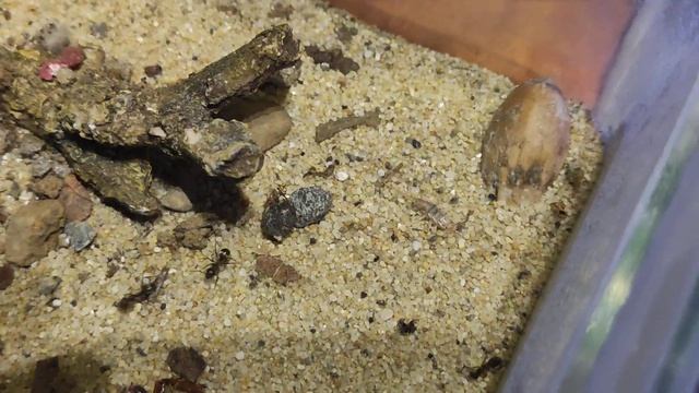 Jaghtverhalten /denken bei Formica cinerea und fuscocinerea смотреть онлайн