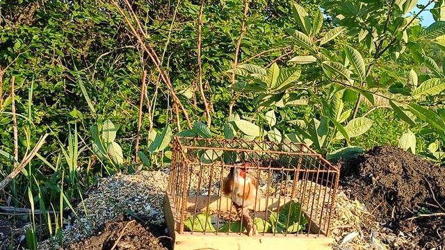 Щегол 15.06.2024. смотреть онлайн