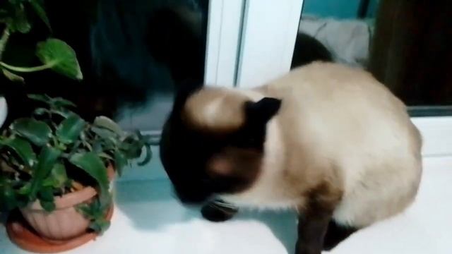 Не называйте кота -Медвежонком!Сиамский, Тайский кот. смотреть онлайн