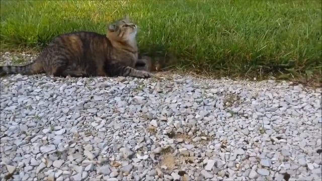 Бурундук напал на кота Cat VS Chipmunk смотреть онлайн
