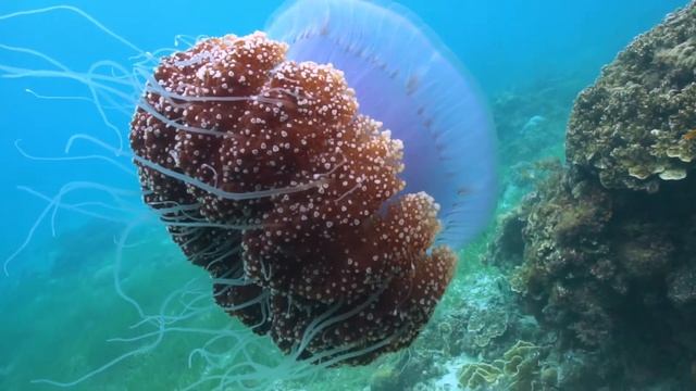 Cauliflower Jellyfish смотреть онлайн