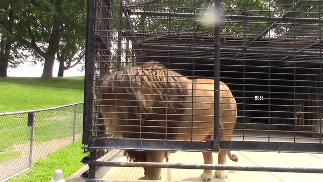 lion pee on camera man funny 😆😂#76 смотреть онлайн