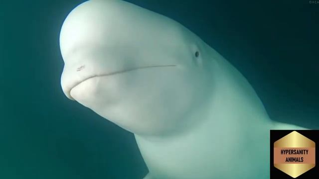 Mysterious Melody with Beluga Whales смотреть онлайн