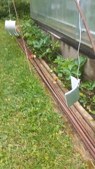 про клубнику, скворцы воруют клубнику - спасайся кто может смотреть онлайн