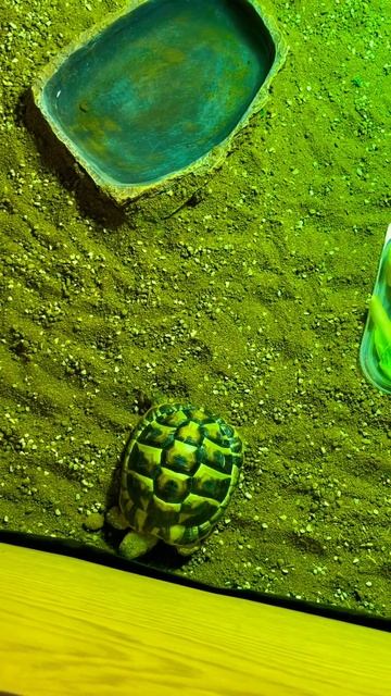 Good morning #goodmorning #tortoise #ireland смотреть онлайн