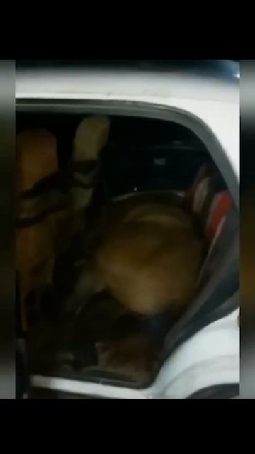 Житель ВКО украл лошадь и повез ее в легковушке. Новости Короче #shorts смотреть онлайн