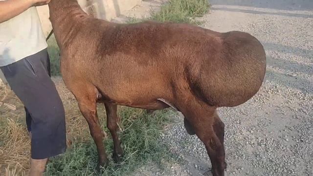 каштан кучкор 904099090 смотреть онлайн