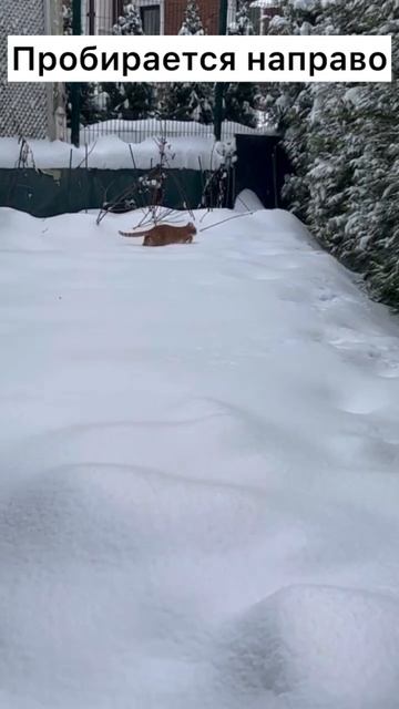 Вчера принёс клок черной шерсти под когтем и чужой коготь на спине 🙀 #котики #котик #stray смотреть онлайн