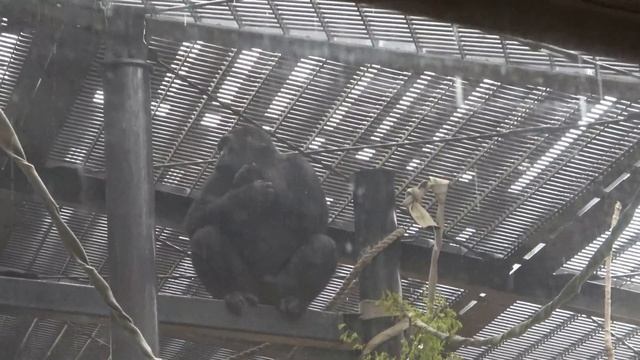 Rain.Gentaro is not allowed to get back the room before Dad. Gorilla .Kyoto Zoo смотреть онлайн