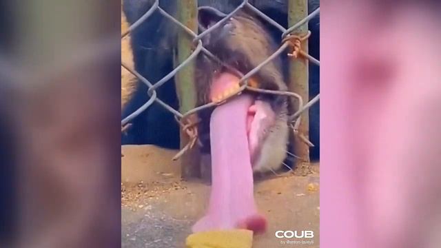 Best COUB MIX #50 | Best | Cute pets| Funny Animals | Cats | Music | 8 May 2023 смотреть онлайн