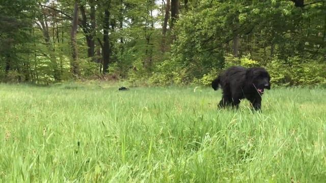 Briardzucht "des travailleurs barbus" смотреть онлайн