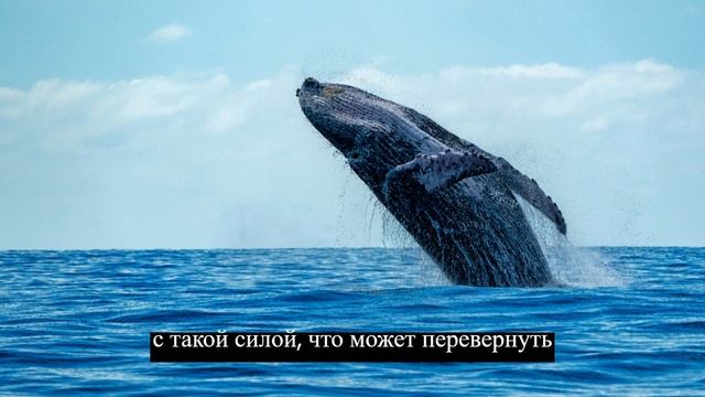 Сборник фактов 30 #животные #факты #интересно смотреть онлайн