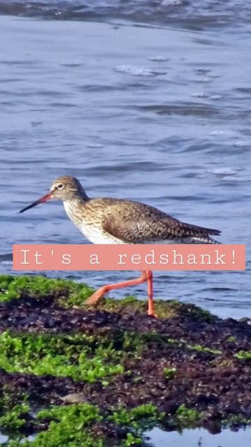 who's that bird with those fashionable shoes? 👠 смотреть онлайн