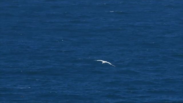 Edwin Schieveld: Albatros - Fleetwood Mac. (Jamming Live ) (Pop Instrumental) смотреть онлайн