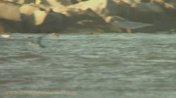 Razorbills & Snow Geese With Jim Rapp